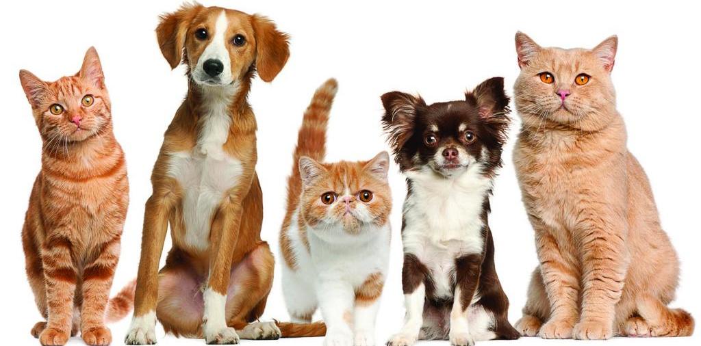 Доска объявлений о животных | ЗооТом - продажа, вязка и услуги для животных в Большом Березнике