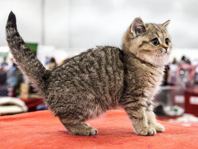 Породы кошек в Большом Березнике | ЗооТом портал о животных