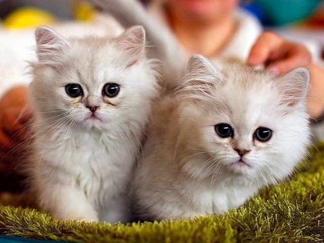 Породы кошек в Большом Березнике | ЗооТом портал о животных