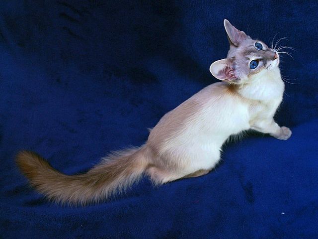 Выведенные породы кошек в Большом Березнике | ЗооТом портал о животных