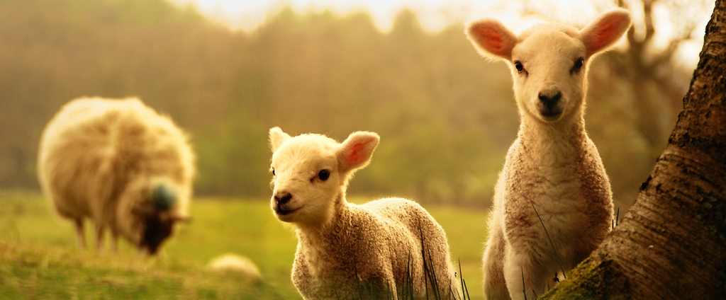 Объявления о сельскохозяйственных животных | ЗооТом - продажа, вязка и услуги для животных в Большом Березнике
