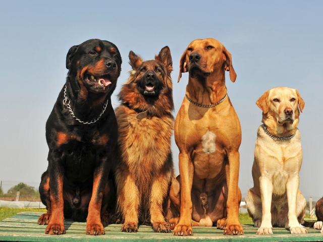 Крупные породы собак в Большом Березнике | ЗооТом портал о животных